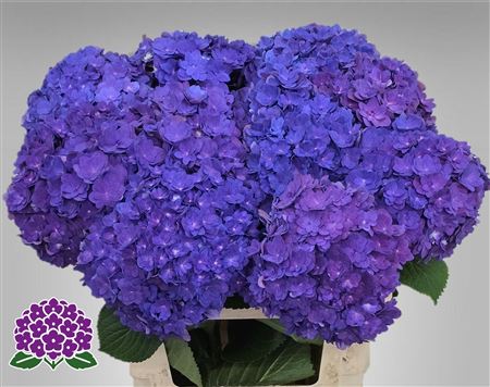 Hydr Royal Empire Purple