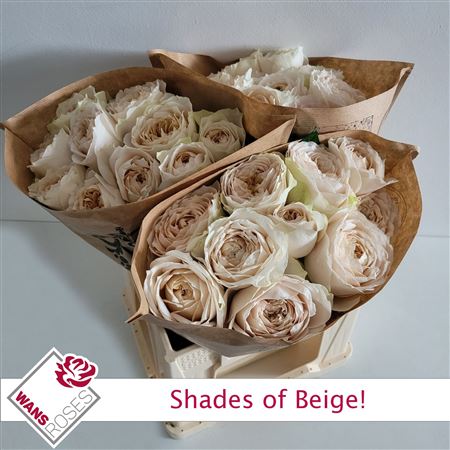 R Gr Shade Of Beige!