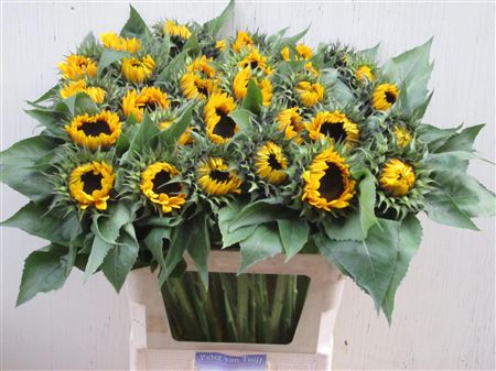 Helian An Sunrich Or