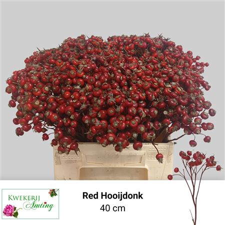 Rosa Red Hooijdonk