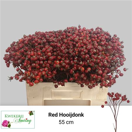 Rosa Red Hooijdonk