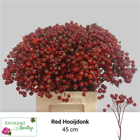 Rosa Red Hooijdonk