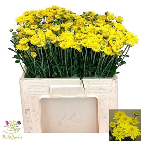 Chr T Blenda Yellow