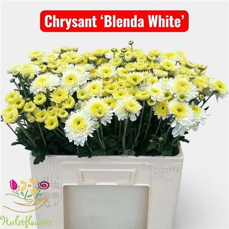 Chr T Blenda White