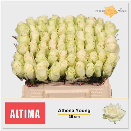 R Gr Athena