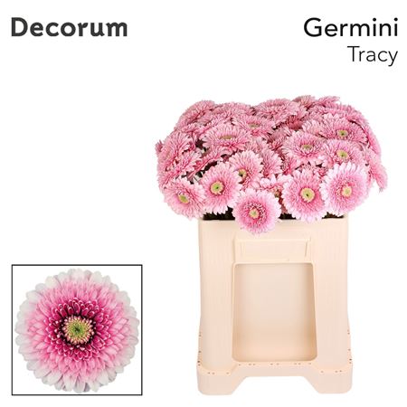 Ge Bv Pom Tracy