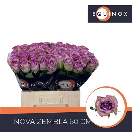 R Gr Nova Zembla+