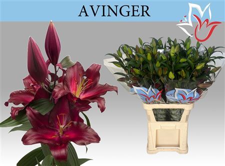 Li Or Avinger