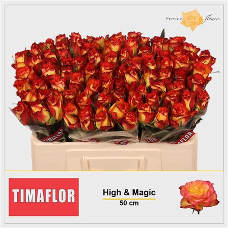 R Gr High & Magic