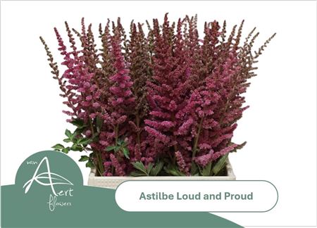 Astil C Loud N Proud