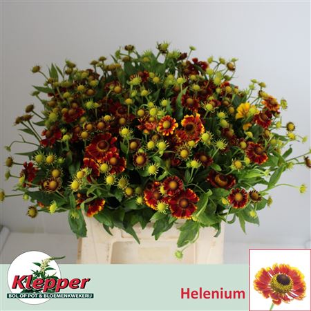 Helen Fiesta