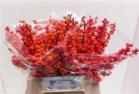 Ilex Ve Oudij Orange