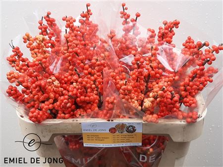Ilex Ve Oudij Orange