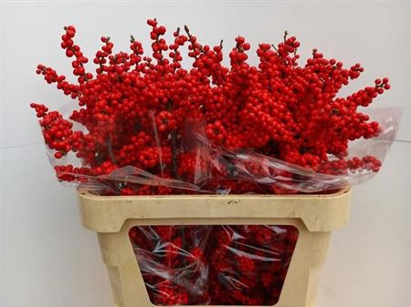Ilex Bes Brit Buys
